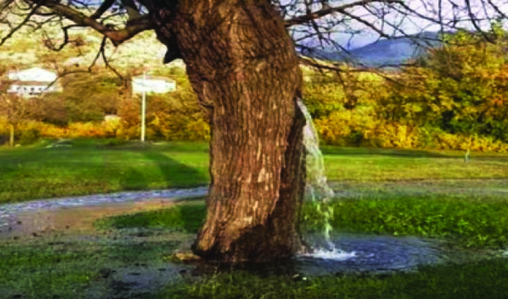 ଗଛରୁ ଝରୁଛି ପାଣି