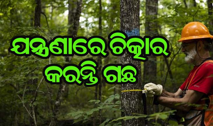 ଯନ୍ତ୍ରଣାରେ ଚିତ୍କାର କରନ୍ତି ଗଛ