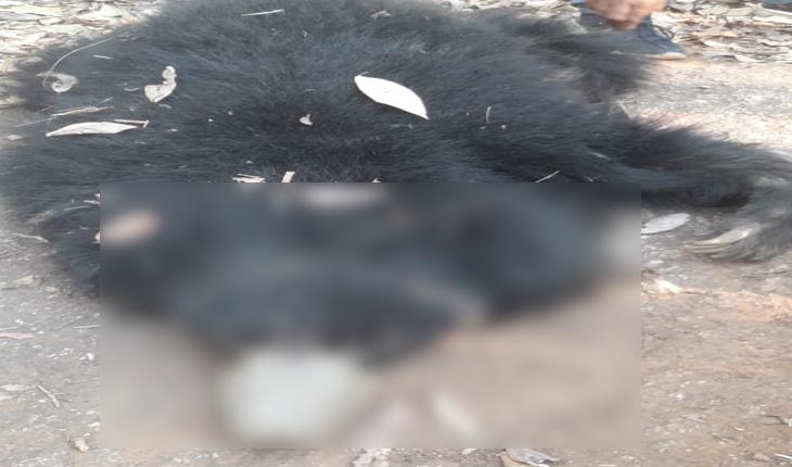 ଅଜଣା ଗାଡ଼ି ଧକ୍କାରେ ଭାଲୁ ମୃତ 