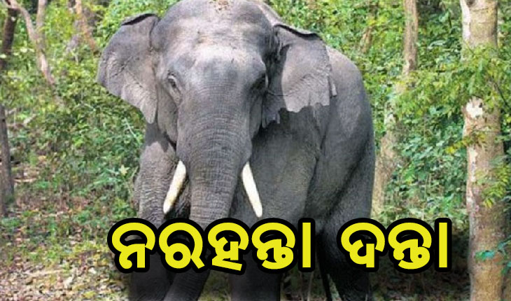 ନରହନ୍ତା ଦନ୍ତା, ନେଲାଣୀ ୪ ଜୀବନ