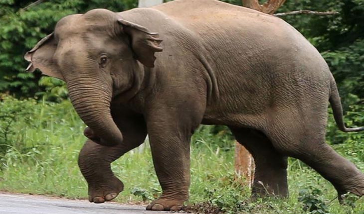 ରାମଚନ୍ଦ୍ରପୁର ଗାଁରେ ଅଭାବନୀୟ ଘଟଣା, ହାତୀ ଆକ୍ରମଣରେ ୨ ମୃତ