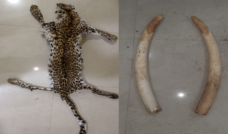 ଏସଟିଏଫର ଚଢ଼ାଉ: ୨ଟି ହାତୀଦାନ୍ତ ଓ ବାଘ ଛାଲ ଜବତ, ୨ ଗିରଫ