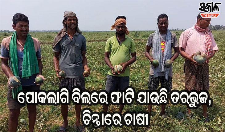 ଉଦ୍ୟାନ କୃଷି ବିଭାଗର ଦାୟିତ୍ୱହୀନତାରୁ ଉଜୁଡିଲା ହଜାର ଏକର ଜମିର ତରଭୁଜ ଫସଲ,ପୂର୍ବକନିକାର ଚାଷୀ ସର୍ବସ୍ୱାନ୍ତ!