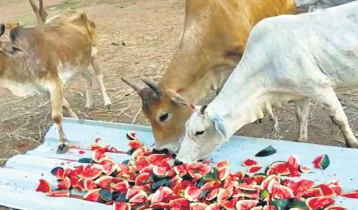 ସହରାଞ୍ଚଳର ବୁଲା ଗାଈଗୋରୁ ଓ କୁକୁରଙ୍କ ପାଇଁ ମୁଖମନ୍ତ୍ରୀଙ୍କ ରିଲିଫ୍ ପାଣ୍ଠିରୁ ଆଉ ୫୫ ଲକ୍ଷ ଟଙ୍କାର ସହାୟତା