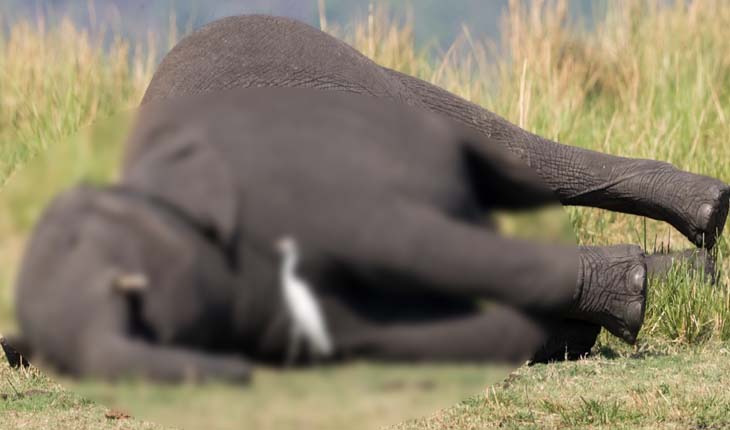 ଶିମିଳିପାଳ ଜାତୀୟ ଉଦ୍ୟାନରେ ଏକ ମାଈ ହାତୀର ମୃତ୍ୟୁ