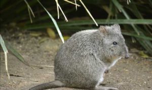 Kangaru-Rat