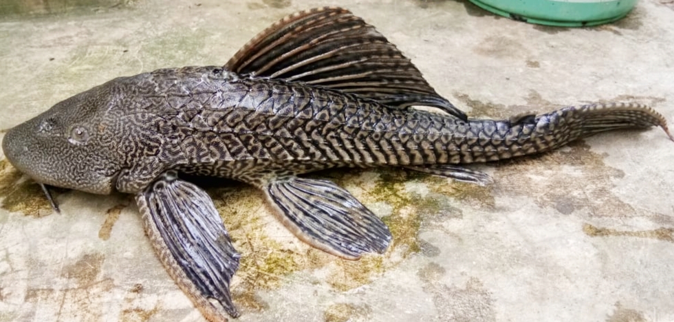 ସୁବର୍ଣ୍ଣରେଖା ନଦୀରୁ ବିରଳ ପ୍ରଜାତିର ମାଛ ଉଦ୍ଧାର