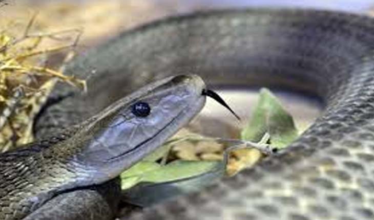 ସାପ କାମୁଡାରେ ଚାଲିଗଲା ଭାଇ-ଭଉଣୀଙ୍କ ଜୀବନ