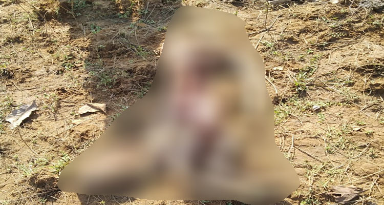 ବୈପାରୀଗୁଡା ରେ ବାଘ ଆତଙ୍କ