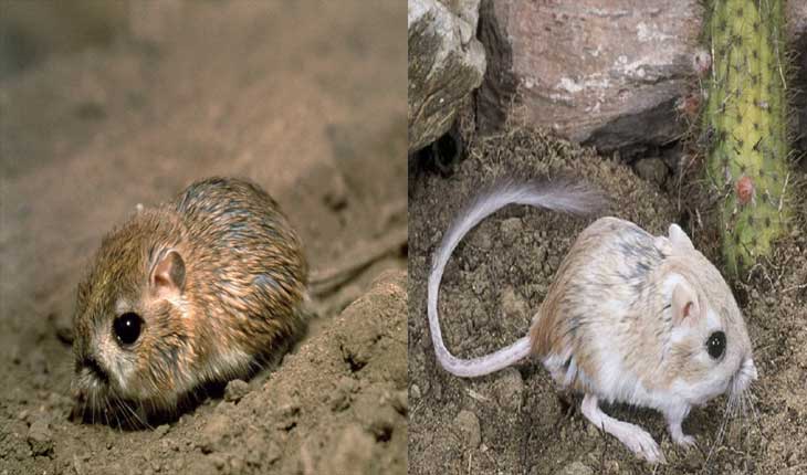 ଏକ ଅଦ୍ଭୁତ ପ୍ରାଣୀ, ଯିଏ ପାଣି ନ ପିଇ ମଧ୍ୟ ବଞ୍ଚିପାରେ