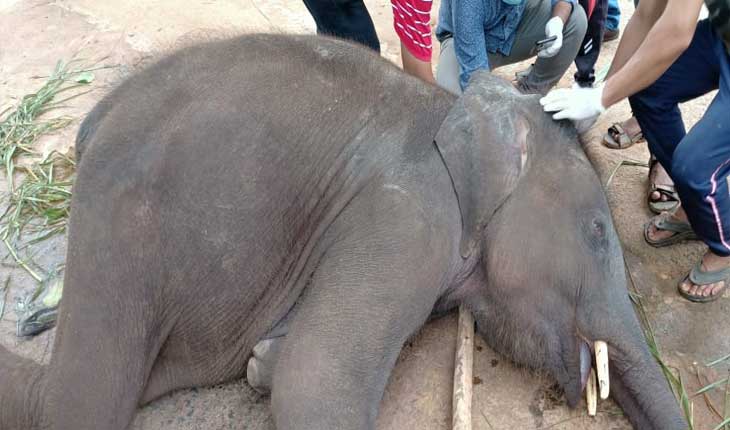 ଢେଙ୍କାନାଳ କପିଳାଶ ହାତୀ ଉଦ୍ଧାର କେନ୍ଦ୍ରରେ ୪ବର୍ଷର ହାତୀ ଛୁଆ ମୃତ, କାରଣ ଅସ୍ପଷ୍ଟ