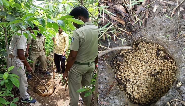 ଅବକାରୀ ବିଭାଗ ଏବଂ ପୋଲିସର ଚଢଉ, ୬ କ୍ବିଣ୍ଟାଲ ମହୁଲ ପୋଚ ନଷ୍ଟ
