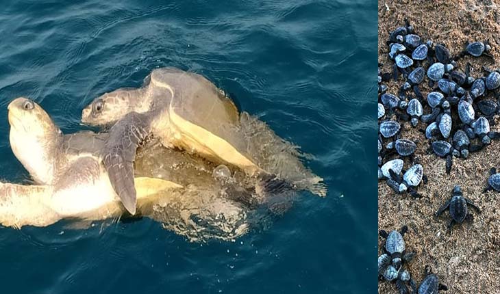 ମିଳନ ହେଲା, ଅଣ୍ଡା ଦେଲେନି; ଚିନ୍ତାରେ ବିଶେଷଜ୍ଞ ଓ ବନବିଭାଗ