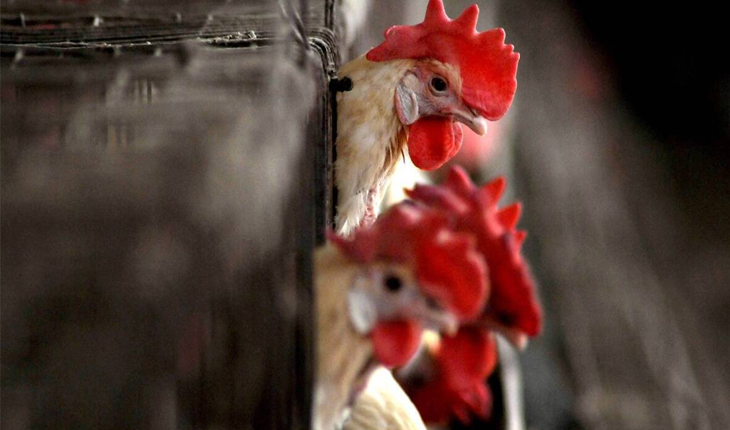 ଚୀନରେ ଠାବ ହେଲା ପ୍ରଥମ ଥର ପାଇଁ ମଣିଷ ଦେହରେ ବାର୍ଡ ଫ୍ଲୁ ଭୂତାଣୁ