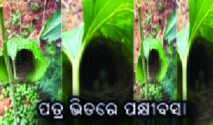 ପତ୍ର ଭିତରେ ପକ୍ଷୀବସା