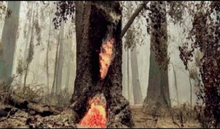 କାଲିଫର୍ଣ୍ଣିଆ ଜଙ୍ଗଲରେ ଦେଢ ବର୍ଷ ହେଲାଣି ଜଳୁଛି ଗୋଟିଏ ଗଛ, ଏ ଯାଏଁ ବି ସମ୍ପୂର୍ଣ୍ଣ ଜଳିନି…..
