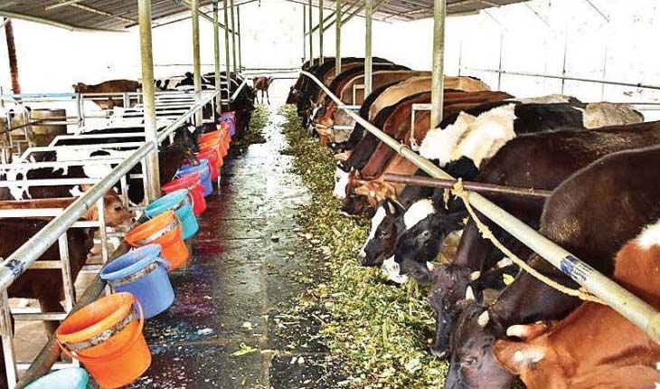 ଓମ୍‌ଫେଡ ଚାଷୀଙ୍କ ପାଇଁ ମୁଖ୍ୟମନ୍ତ୍ରୀଙ୍କ କୋଭିଡ ସହାୟତା: ଗୋଖାଦ୍ୟ ଖର୍ଚ୍ଚ ବାବଦକୁ ମିଳିବ ୬୦୦୦ ଟଙ୍କା ପର୍ଯ୍ୟନ୍ତ ସହାୟତା