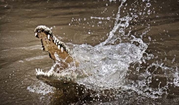 ନଦୀରେ ଗାଧୋଉଥିବାବେଳେ ଭିଡିନେଲା କୁମ୍ଭୀର