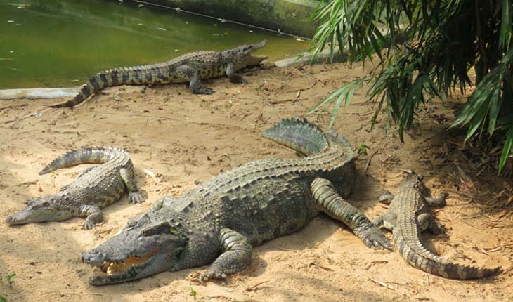 ଆଜି ବିଶ୍ବ କୁମ୍ଭୀର ଦିବସ: କୁମ୍ଭୀର ମାନଙ୍କ ପାଇଁ ଭୂସ୍ୱର୍ଗ ପାଲଟିଛି ନନ୍ଦନକାନନ, ୨୫ ଅଣ୍ଡାରୁ ବିଶ୍ବ ପରିଚୟ