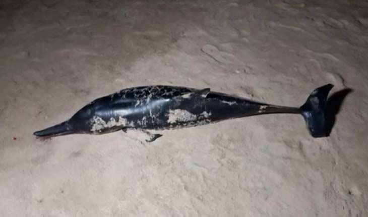 ପାରାଦୀପ ସମୁଦ୍ର କୂଳରୁ ମିଳିଲା ବିରଳ ପ୍ରଜାତିର ଡଲଫିନ୍