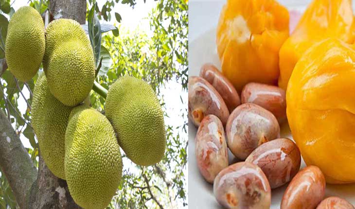 ଆପଣ ଜାଣନ୍ତି କି…  ମଧୁମେହ ରୋଗୀଙ୍କ ପାଇଁ ସଂଜୀବନୀ ଭଳି କାମ ଦେବ ପଣସ ମଞ୍ଜିରୁ ତିଆରି ଅଟା