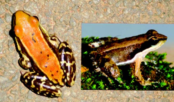 ନୃସିଂହନାଥ ଝରଣା ନିକଟରୁ ବିଲୁପ୍ତ ‘ନୃତ୍ୟରତ ବେଙ୍ଗ’ ଚିହ୍ନଟ