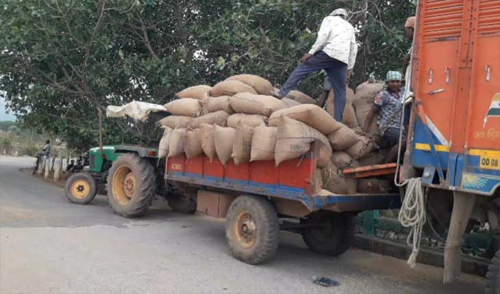 କାୟା ମେଲାଉଛି ଅସାଧୁ ଧାନ କାରବାର, ଘରୁ ଓ ଖଳାରୁ ଉଠୁଛି ଟ୍ରକ ଟ୍ରକ ଧାନ