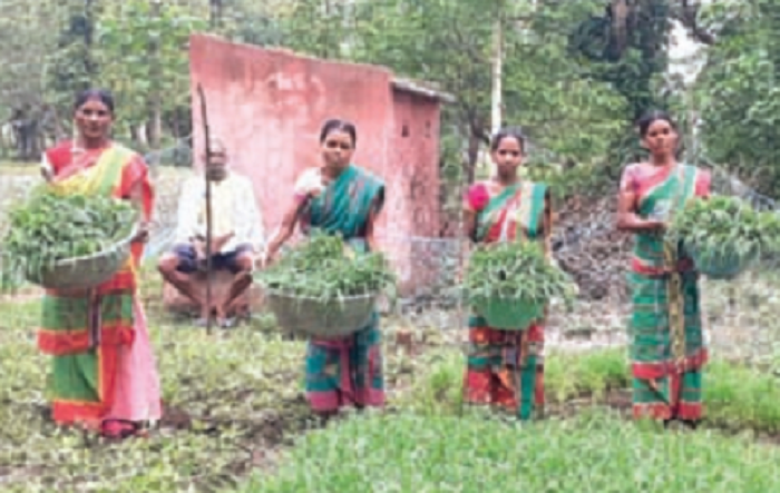‘ମିଶନ ଶକ୍ତି’ ରୁ ରୋଜଗାରର ରାହା ପାଇଲେ ଆଦିବାସୀ ମହିଳା