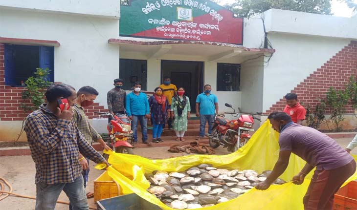 କଇଁଛ ଚୋରା ଚାଲାଣ: ବନ ବିଭାଗର ଚଢାଉ, ୧୫୦ ଜୀବନ୍ତ କଇଁଛ ଉଦ୍ଧାର