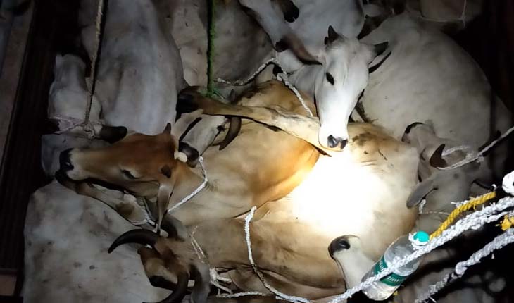 ପୁଣି ଗୋରୁ ଗାଡି ଜବତ, ୨୦ଗୋରୁ ଉଦ୍ଧାର ; ମାସକରେ ଉଦ୍ଧାର ହେଲେଣି ୬୫ ଗୋରୁ