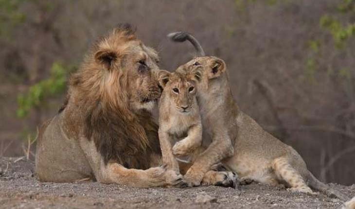 ତାମିଲନାଡୁ: ଚିଡିଆଖାନାର ୪ ସିଂହ କରୋନା ସଂକ୍ରମିତ, ଠାବ ହେଲା ଡେଲଟା ଭାରିଏଣ୍ଟ