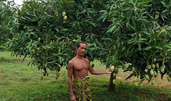 ଆମ୍ବ କିଏ ନେବ, ନଷ୍ଟ ହେଉଛି ‘ଆମ୍ରପଲ୍ଲୀ’