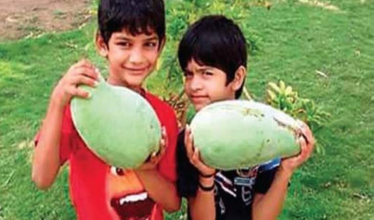 ଆମ୍ବର ରାଣୀ ‘ନୂରଜାହାଁ’: ଗୋଟିଏ ଆମ୍ବର ମୂଲ୍ଯ ୫୦୦ରୁ ୧୦୦୦ ଟଙ୍କା