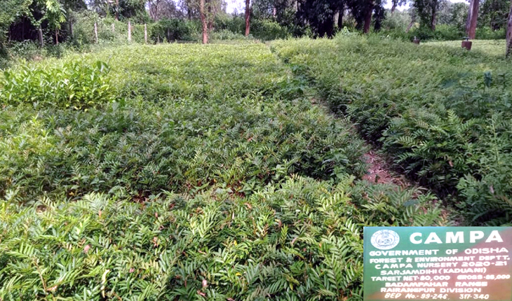 ରାଇରଙ୍ଗପୁର ବନଖଣ୍ଡରେ ୪୩ ଲକ୍ଷ ଚାରା ରୋପଣର ଲକ୍ଷ୍ୟ ଧାର୍ଯ୍ୟ
