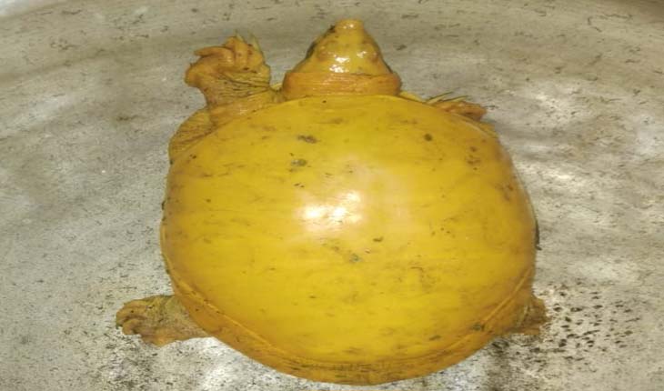 ବୈତରିଣୀ ନଦୀ ପଠାରୁ ବିରଳ ହଳଦିଆ କଇଁଛ ଉଦ୍ଧାର