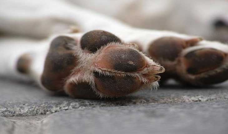 ହଜିଯାଉଛି ମାନସିକତା, ଶୋଇଥିବା କୁକୁରକୁ ଅତି ନିର୍ମମଭାବେ ହତ୍ୟା