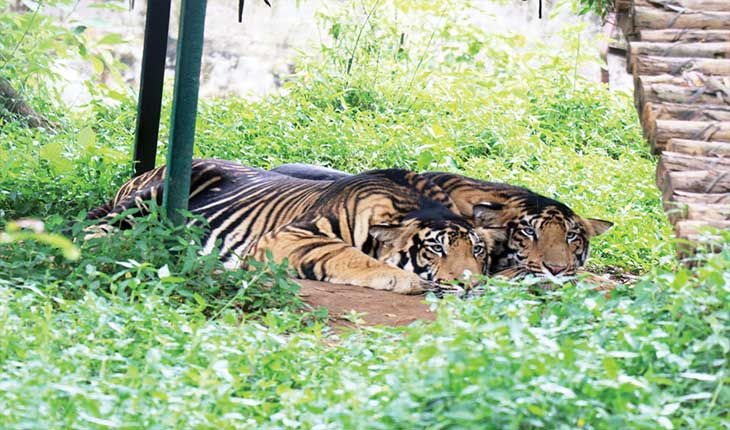 ନନ୍ଦନକାନନରେ ବାଘ-ବାଘୁଣୀଙ୍କ ବିରଳ ପ୍ରେମକାହାଣୀ
