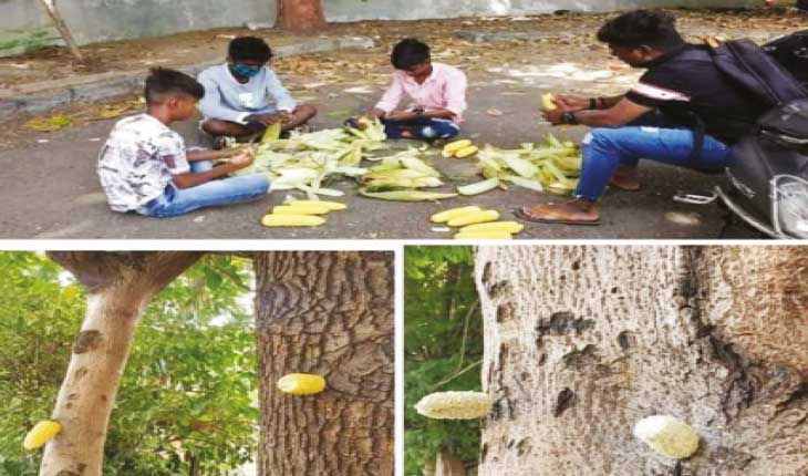 ପକ୍ଷୀପ୍ରେମୀ ଛାତ୍ର : ପକେଟ୍‌ ମନିରୁ ଚଢ଼େଇଙ୍କ ପାଇଁ ଖାଦ୍ୟ