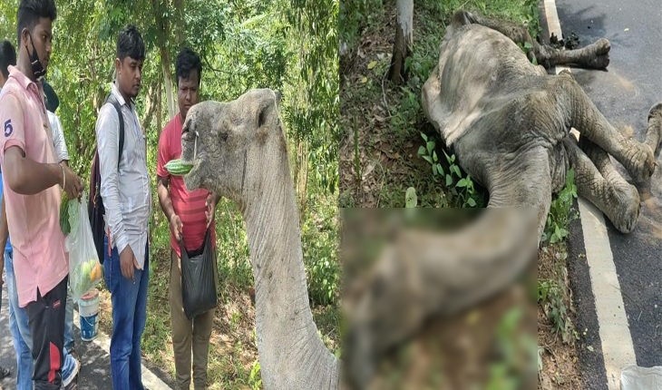 ଟଙ୍କା ରୋଜଗାର ପରେ ବୃଦ୍ଧ ଓଟକୁ ଜଙ୍ଗଲରେ ଛାଡି ଦେଲା ମାଲିକ, ଖାଇବାକୁ ନ ପାଇ ଓଟର ମୃତ୍ଯୁ