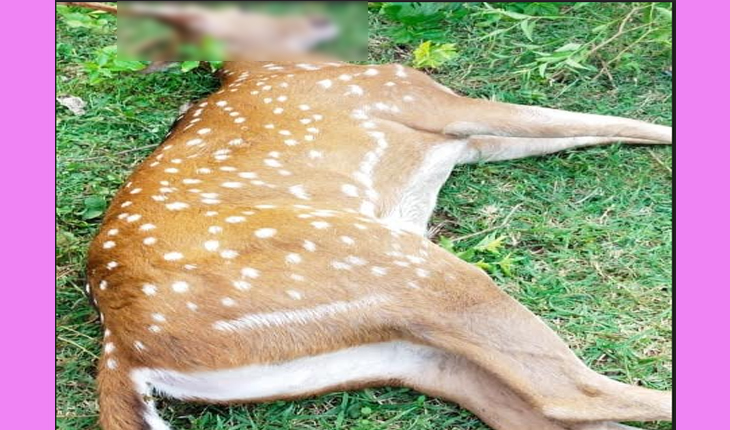 ମୁର୍ମୁଷୁ ଅବସ୍ଥାରେ ଜନବସତିକୁ ପଶି ଆସିଥିବା ହରିଣ ଛୁଆର ମୃତ୍ଯୁ, ମୃତ୍ୟୁର କାରଣ ଅସ୍ପଷ୍ଟ