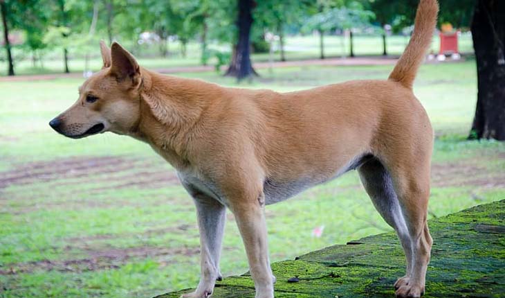 ହତ୍ଯାପରେ ବୃଦ୍ଧାଙ୍କ କଟାମୁଣ୍ଡ ଘଟଣା: ଦେଶୀ କୁକୁର ଖୋଜି ବାହାର କଲା କଟାମୁଣ୍ଡ