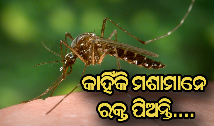 ମଶାମାନେ କାହିଁକି ରକ୍ତ ଶୋଷି ଥାନ୍ତି, ଜାଣନ୍ତୁ କାରଣ….