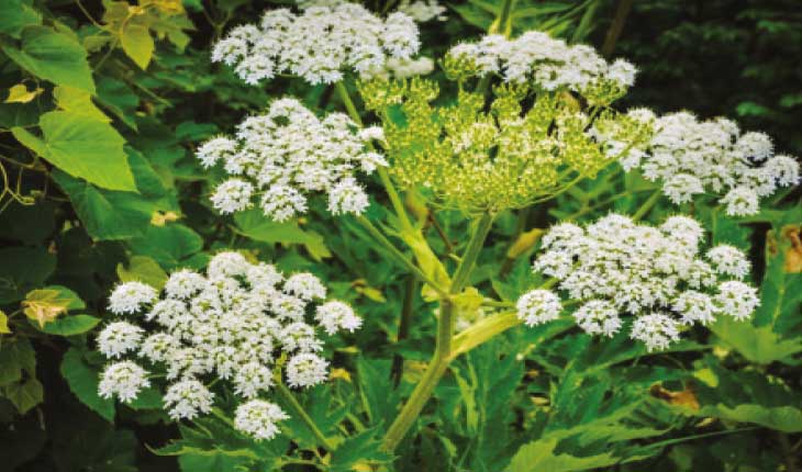 ଦୁନିଆର ଏପରି ଏକ ବୃକ୍ଷ ଯାହାକୁ ଛୁଇଁଲେ ଆପଣ ଭୋଗିବେ ଭୟଙ୍କର ପରିଣାମ