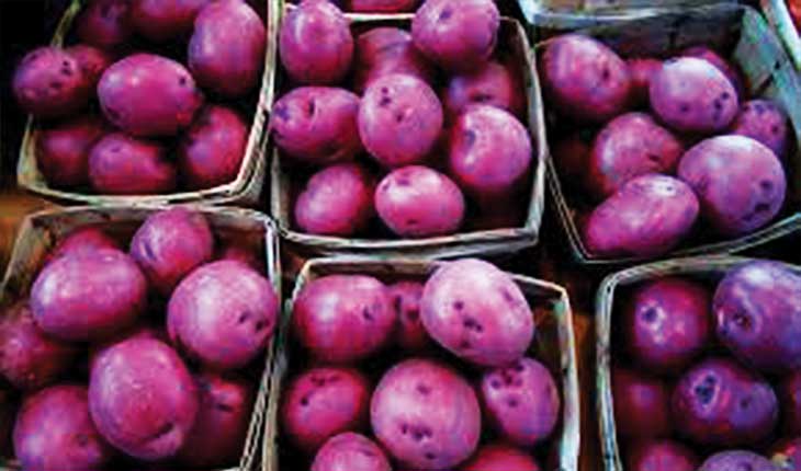 ବାଇଗଣୀ ରଙ୍ଗର ଆଳୁ