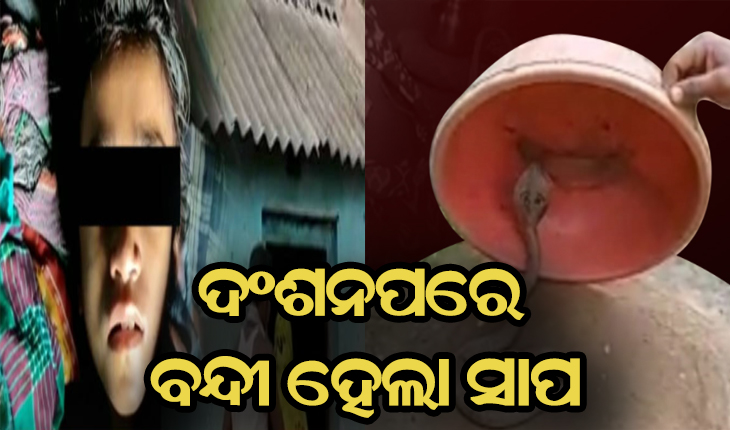 ସର୍ପ ଦଂଶନରେ ମାସେ ହେଲା ଯନ୍ତ୍ରଣାରେ ଛଟପଟ ହେଉଛି ୯ବର୍ଷର ଝିଅ ମଞ୍ଜୁଳା