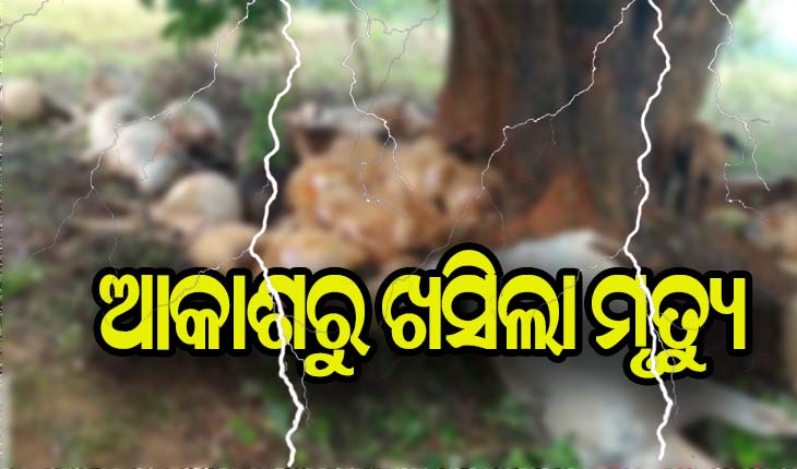 ଆକାଶରୁ ଖସିଲା ମୃତ୍ଯୁ: ଜଣେ ଶିକ୍ଷକଙ୍କ ସମେତ ୭୦ ଗୋରୁ ଓ ମେଣ୍ଢା ମୃତ