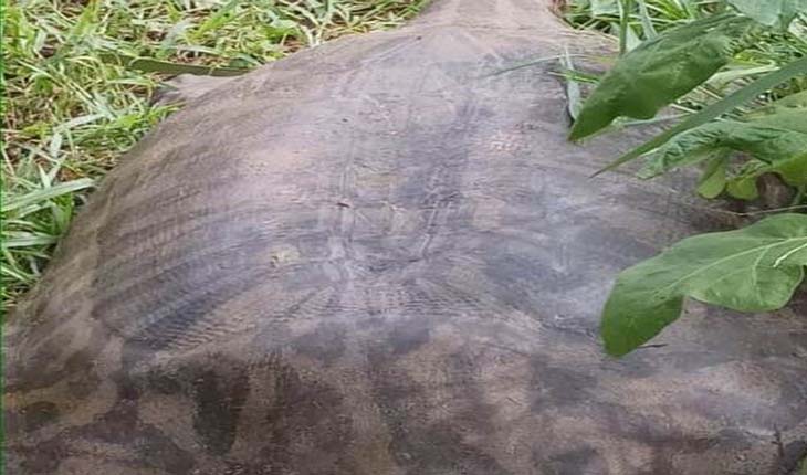 ୬୦କେଜି ଓଜନର ବାଲିକଇଁଛ ଉଦ୍ଧାର