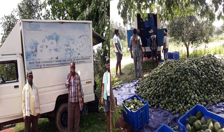 ସରକାରୀ ଯୋଜନାରେ ଟାଙ୍ଗରା ଭୂଇଁରେ ଆମ୍ବ ଫଳାଇ ସ୍ୱାବଲମ୍ବୀ ହେଉଛନ୍ତି ଆଦିବାସୀ