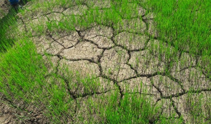 ଚାରିଆଡେ ମରୁଡିର ପଦଧ୍ୱନୀ, ଆତଙ୍କିତ ଅବସ୍ଥାରେ ଆଳି ବ୍ଲକର ୨୫ ହଜାର ଚାଷୀ