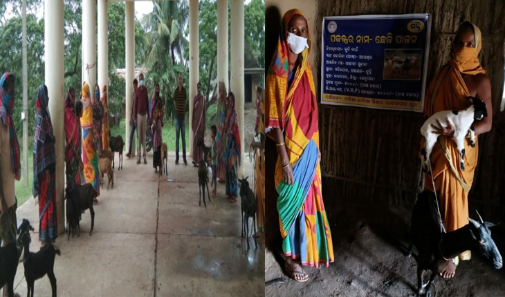 ମହିଳାଙ୍କୁ ଶକ୍ତି ଯୋଗାଉଛି ମିଶନ ଶକ୍ତି: ଆରମ୍ଭ ହେଲା ଛେଳି ଓ ମେଣ୍ଡା ପାଳନ ଯୋଜନା